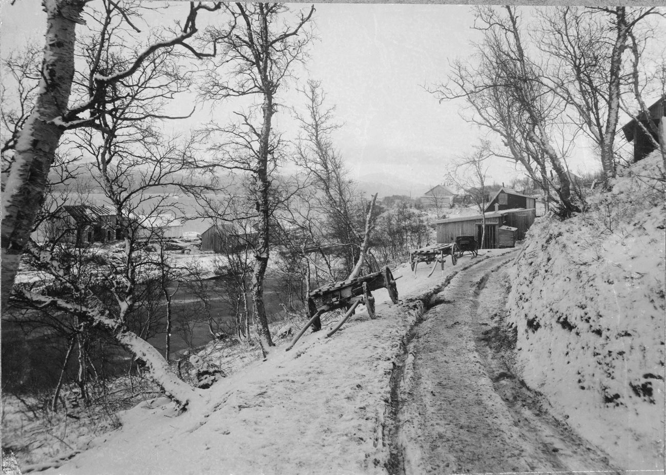 black and white po of cows standing by a trail in the snow