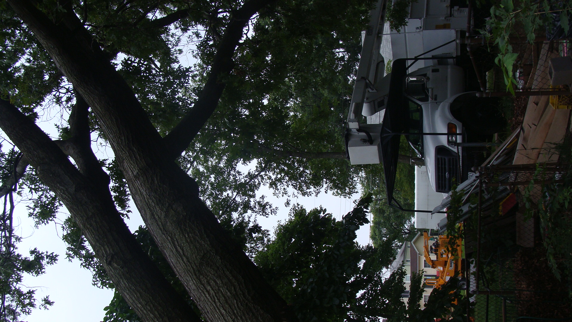 a couple of street lights hanging from the side of a tree