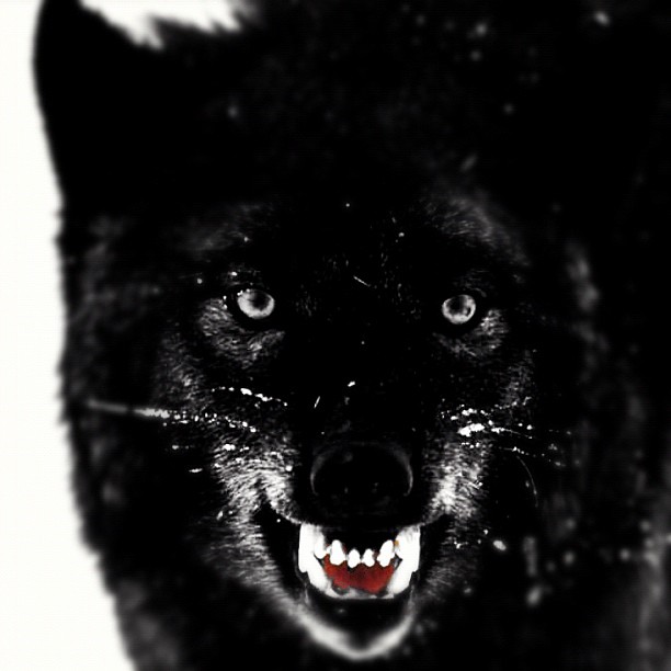 a black wolf with teeth and mouth rings is shown