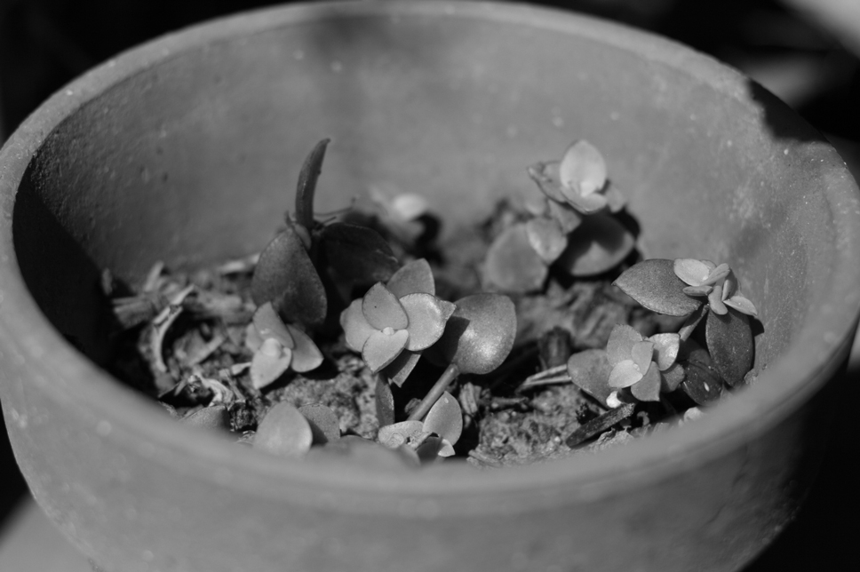 a very small bowl with some plants in it