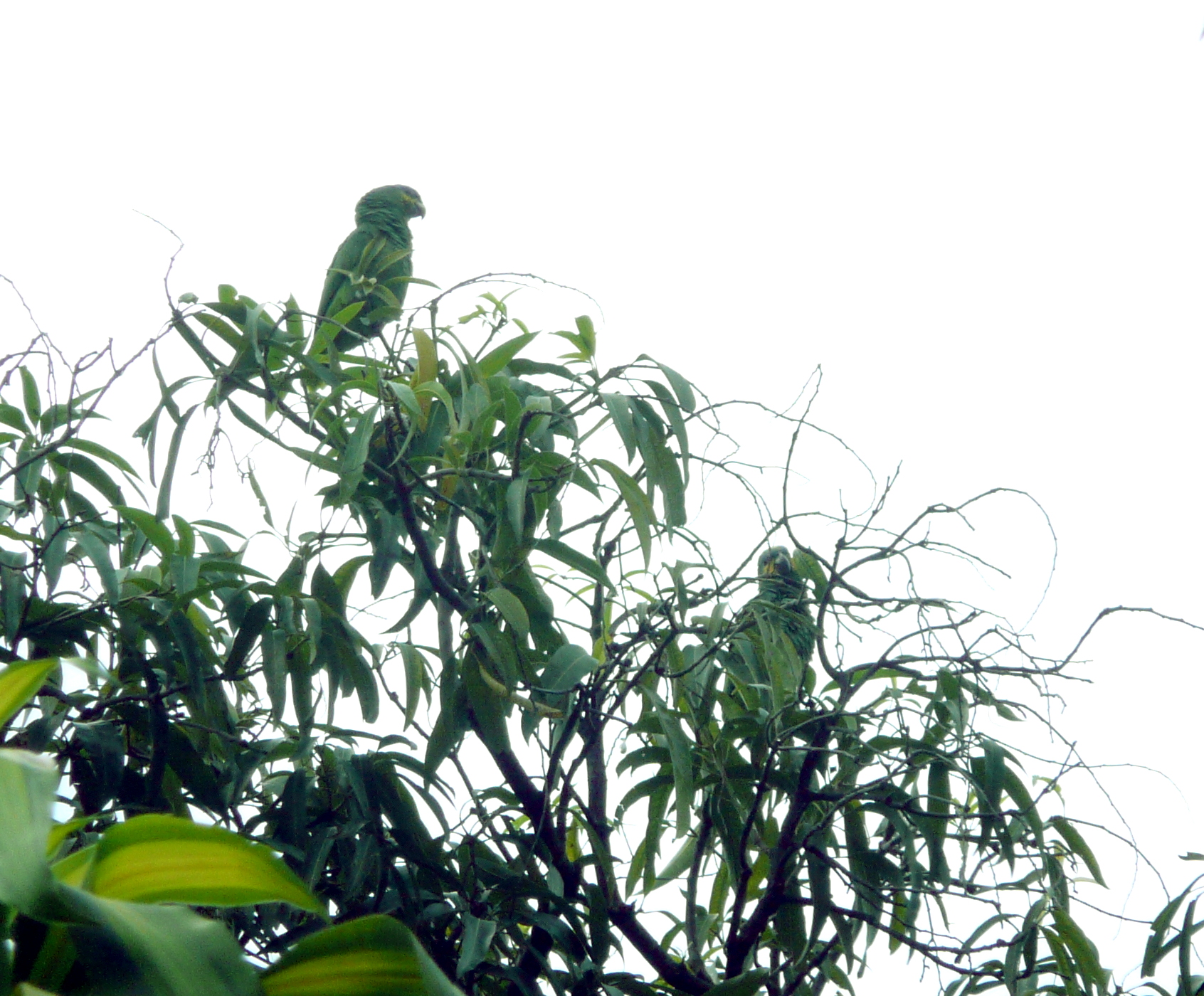 an image of some bird in a tree