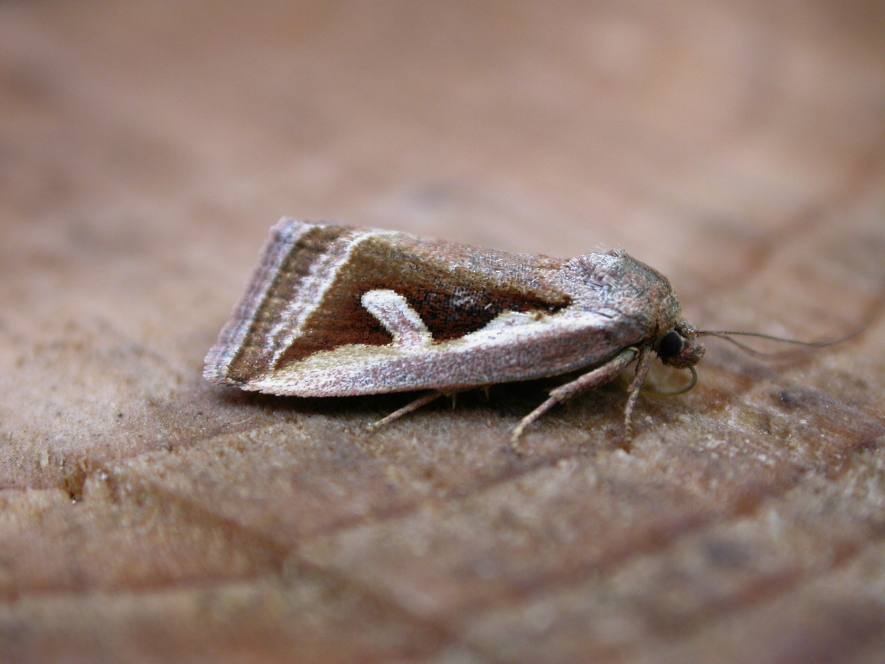 a insect with a light brown background and a small brown pattern