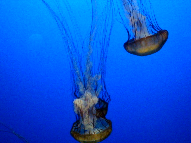 two jellyfish are swimming in blue water