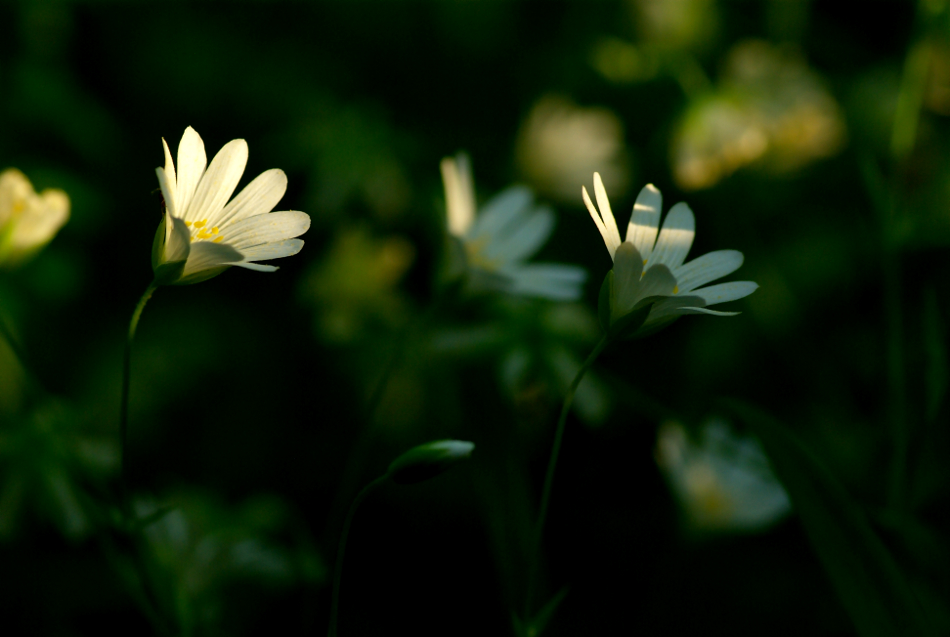 small white flowers with long stems in a field