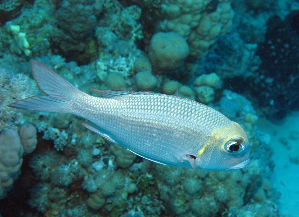 a white and yellow fish is swimming near some coral