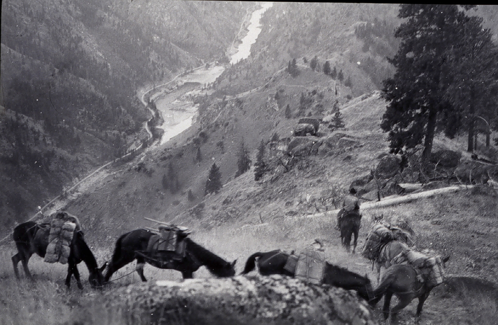 several men herding cattle down a hill side