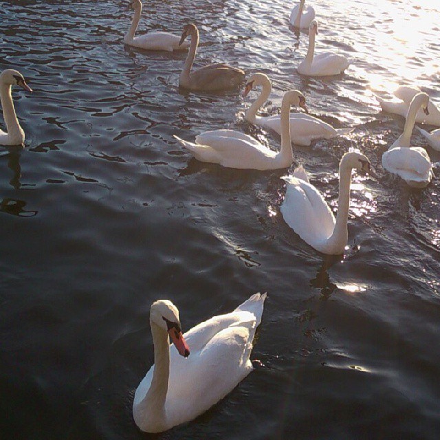 seven white swans swim together in the water