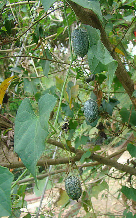 an open air zone with green fruits and leaves