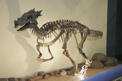 a skeleton of a dinosaur on display in a museum