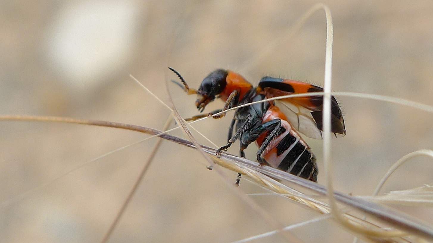 a pair of flies sitting on a thin stalk