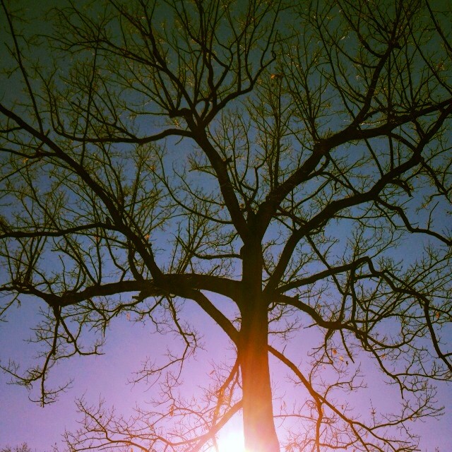 a tree with the sun in it and trees without leaves