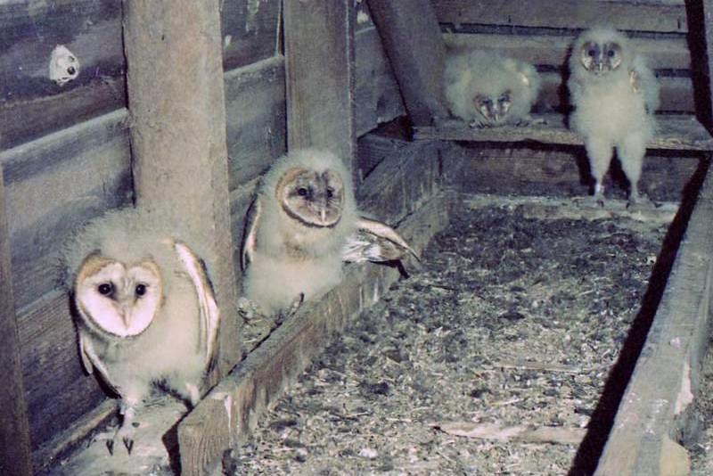 a number of small owls in a barn