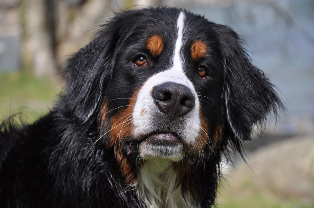 a dog with white and brown markings looking to the side