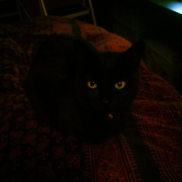 a black cat sitting on top of a bed in the dark