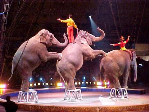 a circus scene featuring five elephants performing tricks