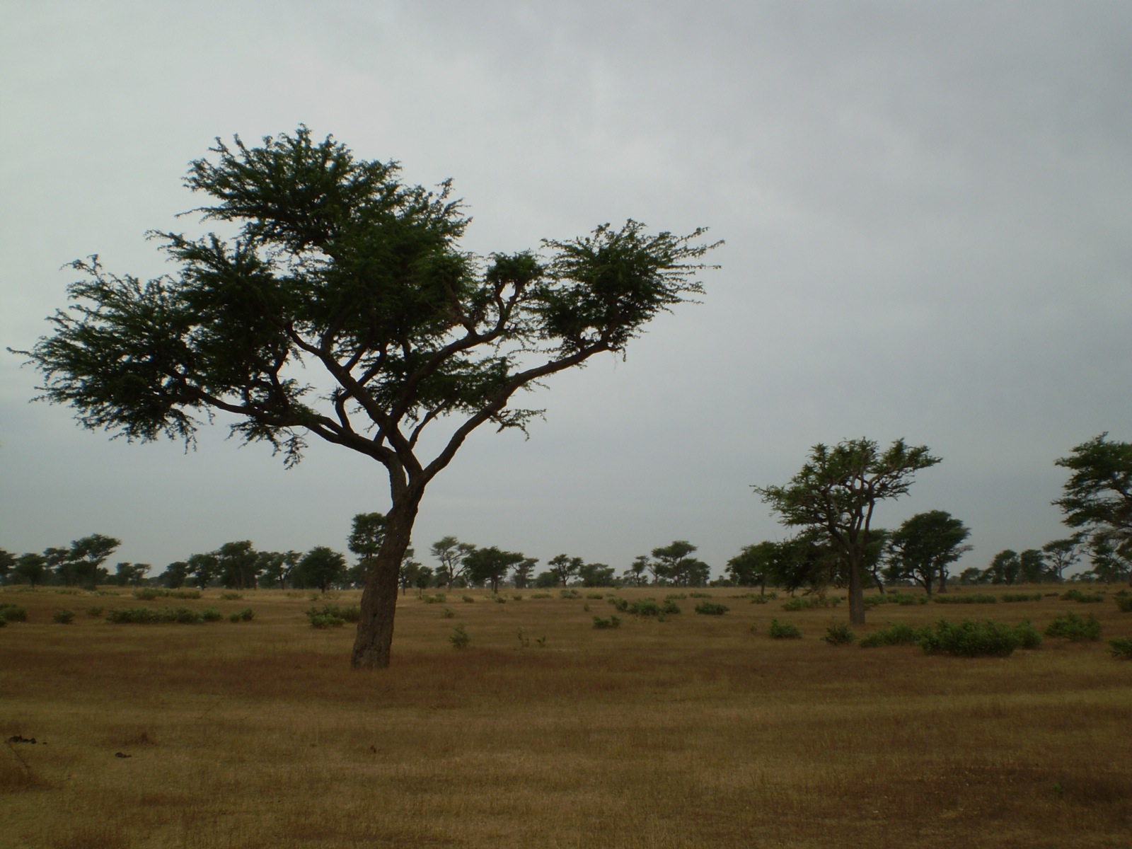 the single tree is standing out in the field