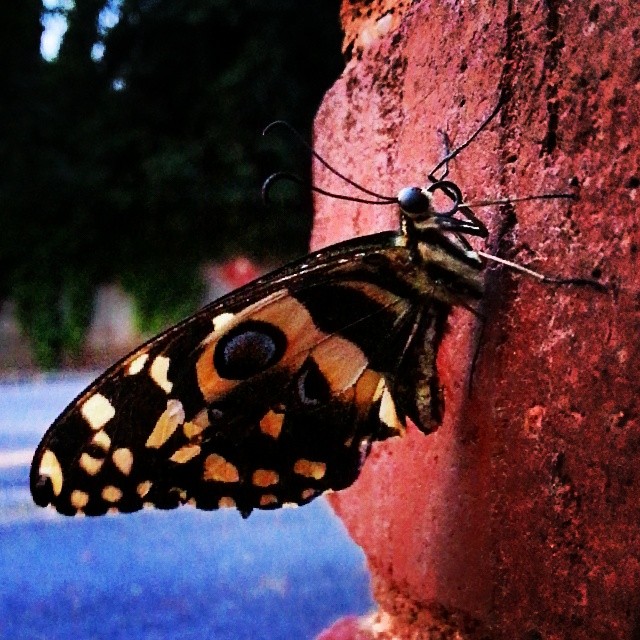 the large yellow erfly is perched on the side of a stone wall