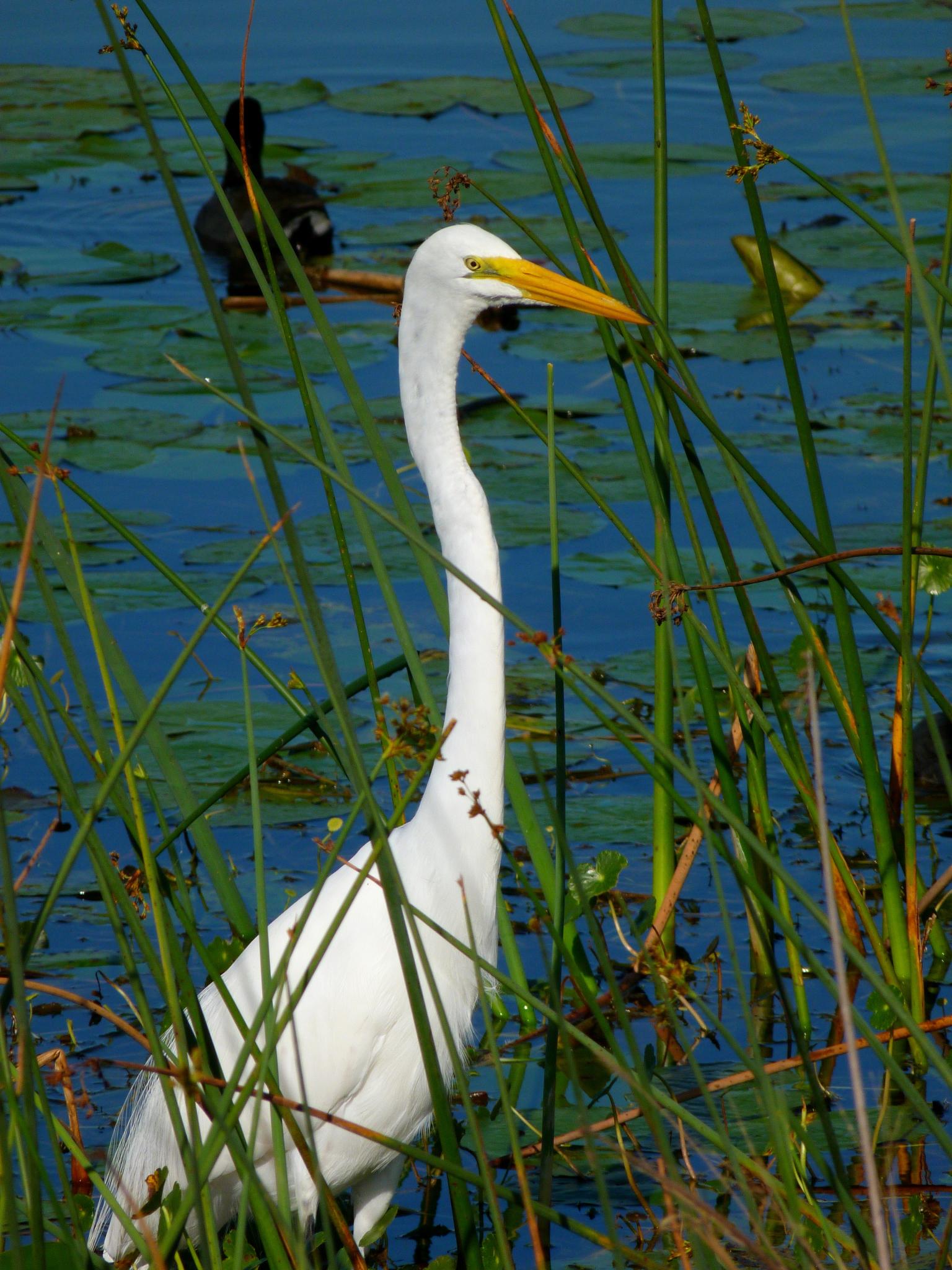 a large white crane is standing in the tall grass