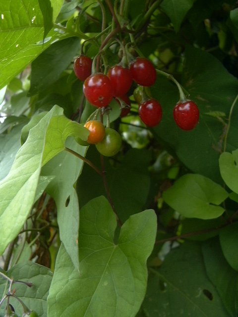 a bunch of cherries on a nch with green leaves