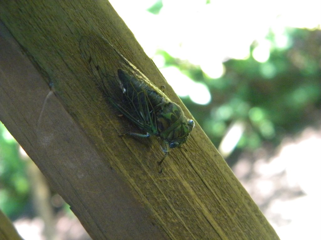 an insect is sitting on a wood structure