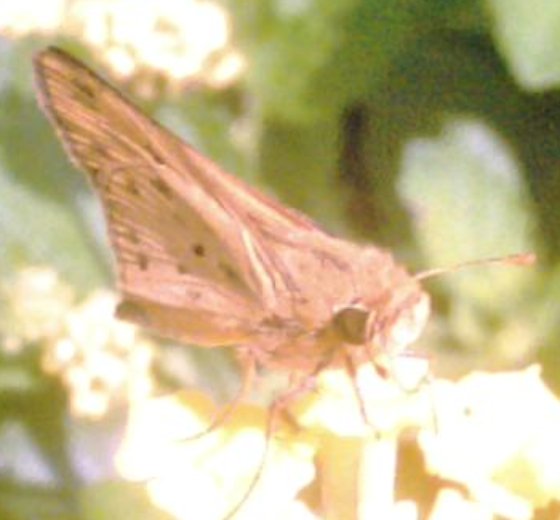 the brown erfly is on some flowers and leaves