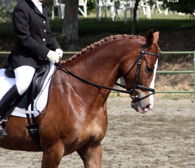 a young woman riding on the back of a brown horse