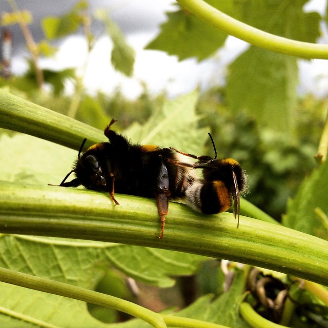 this is a small bee resting on some leaves
