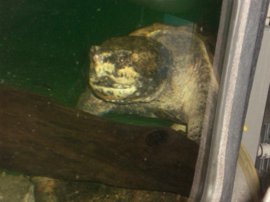 an underwater po of an adult turtle in a glass enclosure