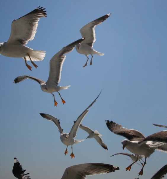 a flock of seagulls flying against a blue sky