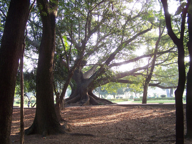 the trees are large with thick nches and brown ground