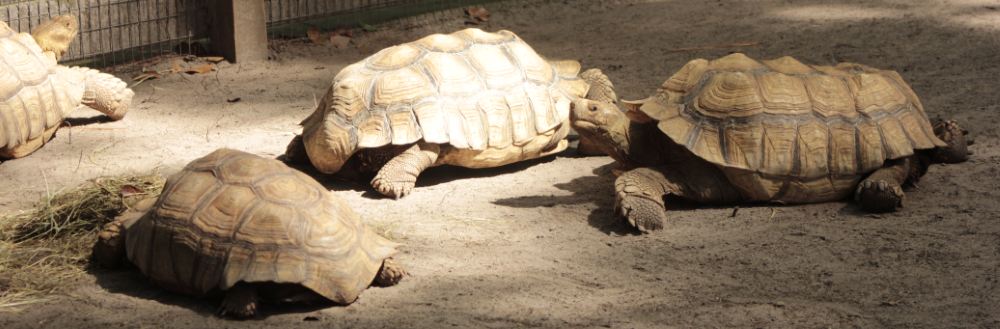 three large turtle type turtles sitting on the ground