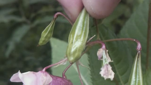 someone holding a pea plant in their right hand