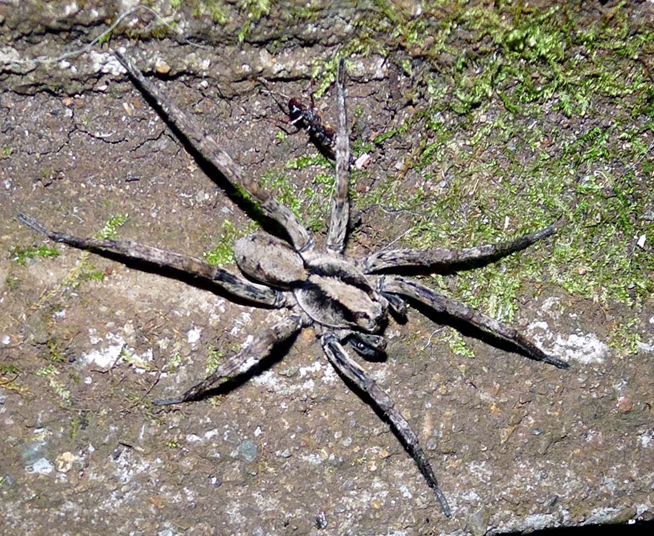 a large spider crawling down the side of a cement structure