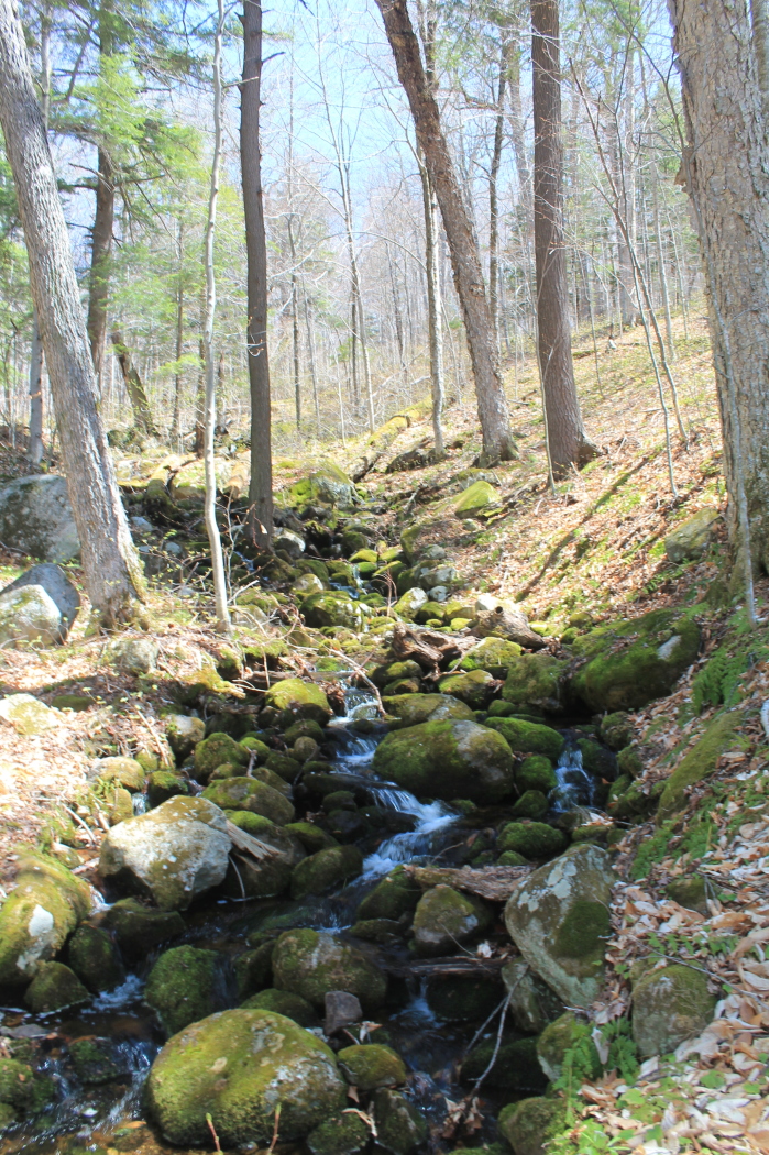 there is a creek running through the forest