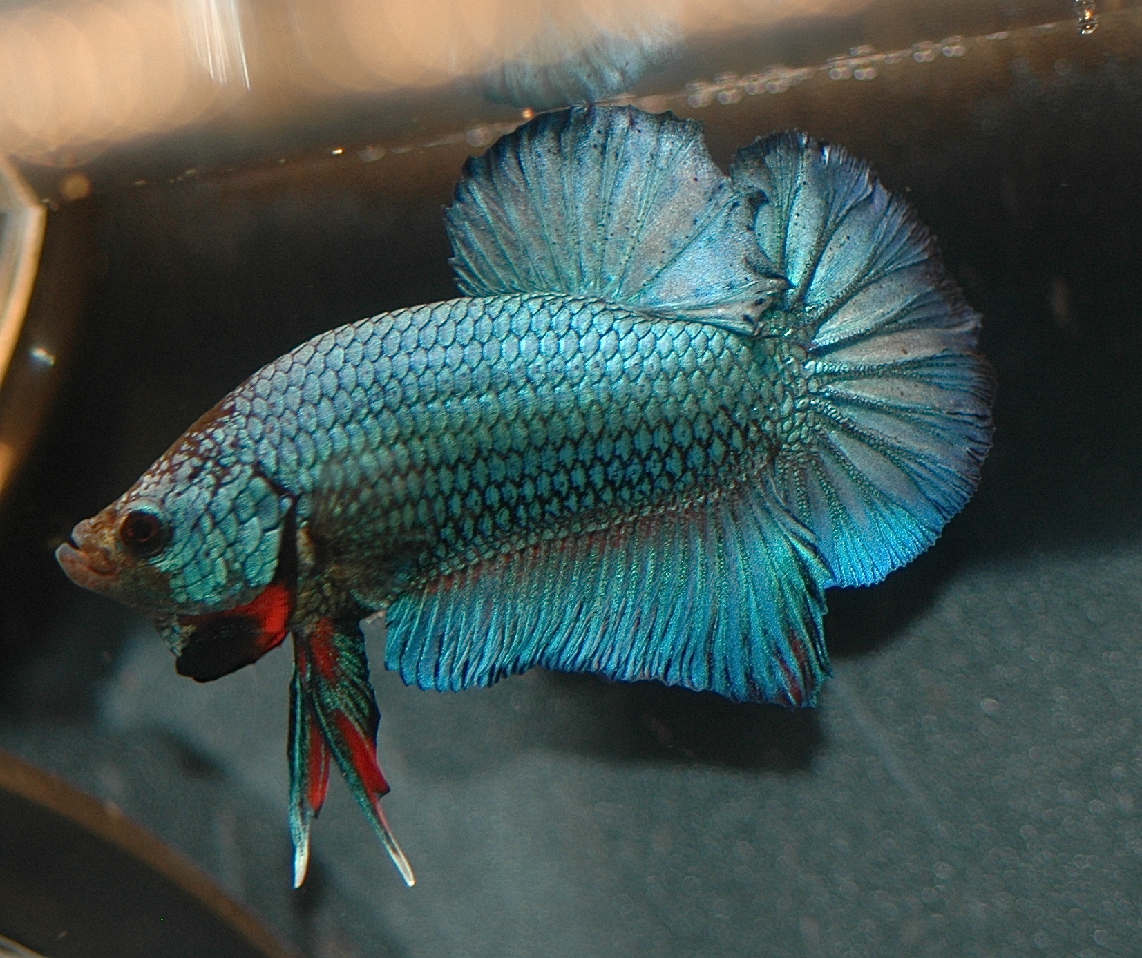 a blue fish with a red tail swimming