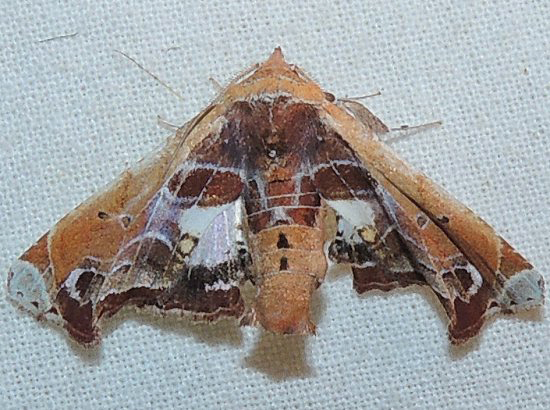 large brown and white moth sitting on the floor