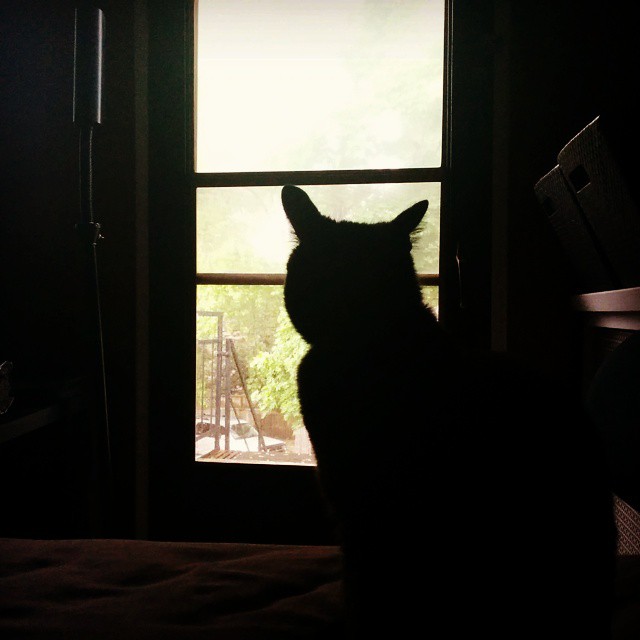 a black cat staring out of the window in a dark room