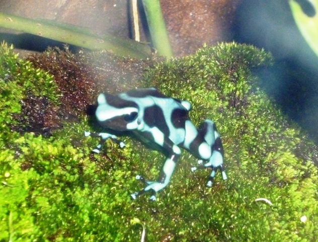a striped frog is sitting on some plants