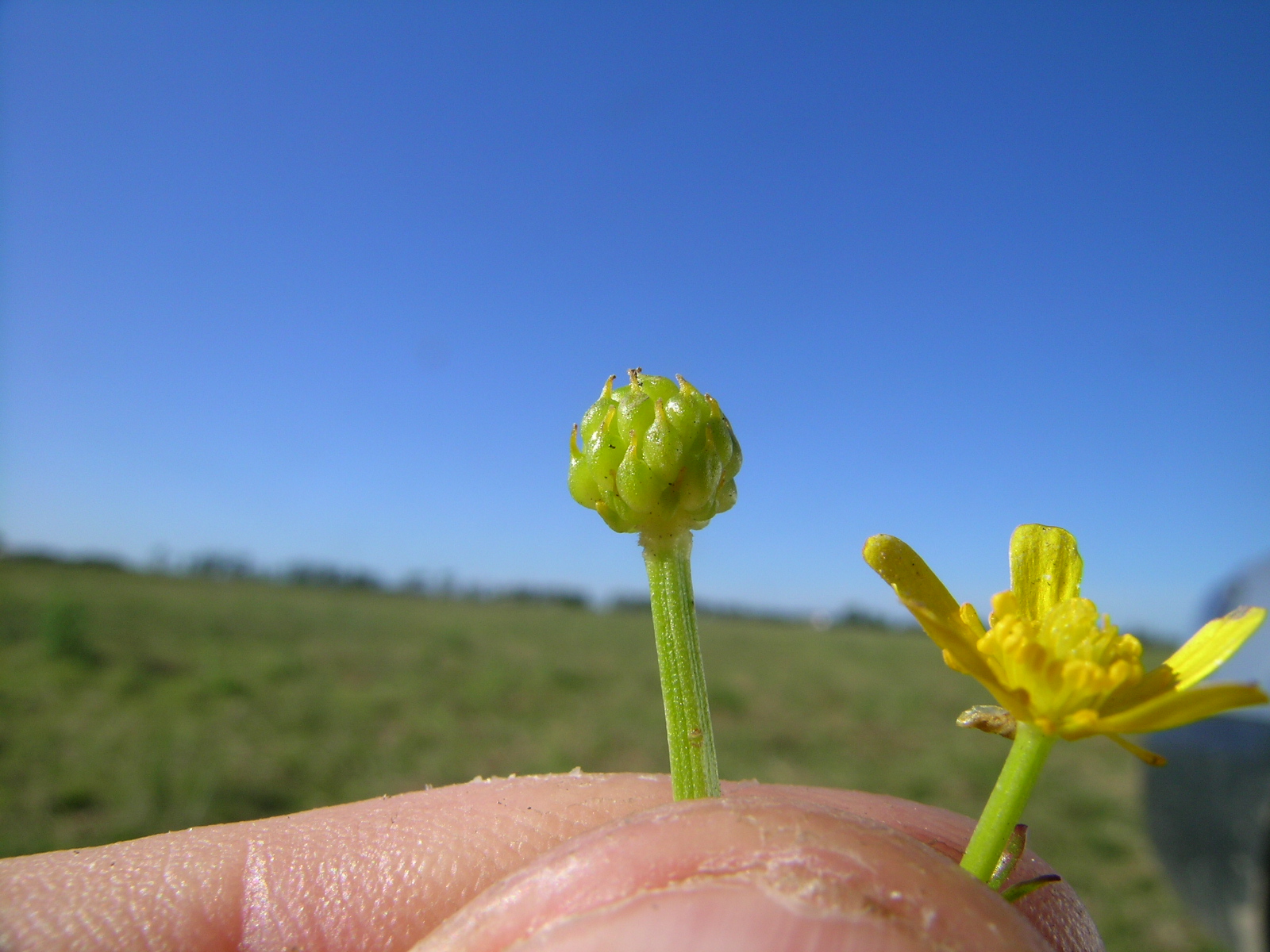 someone holding their finger up to a tiny flower