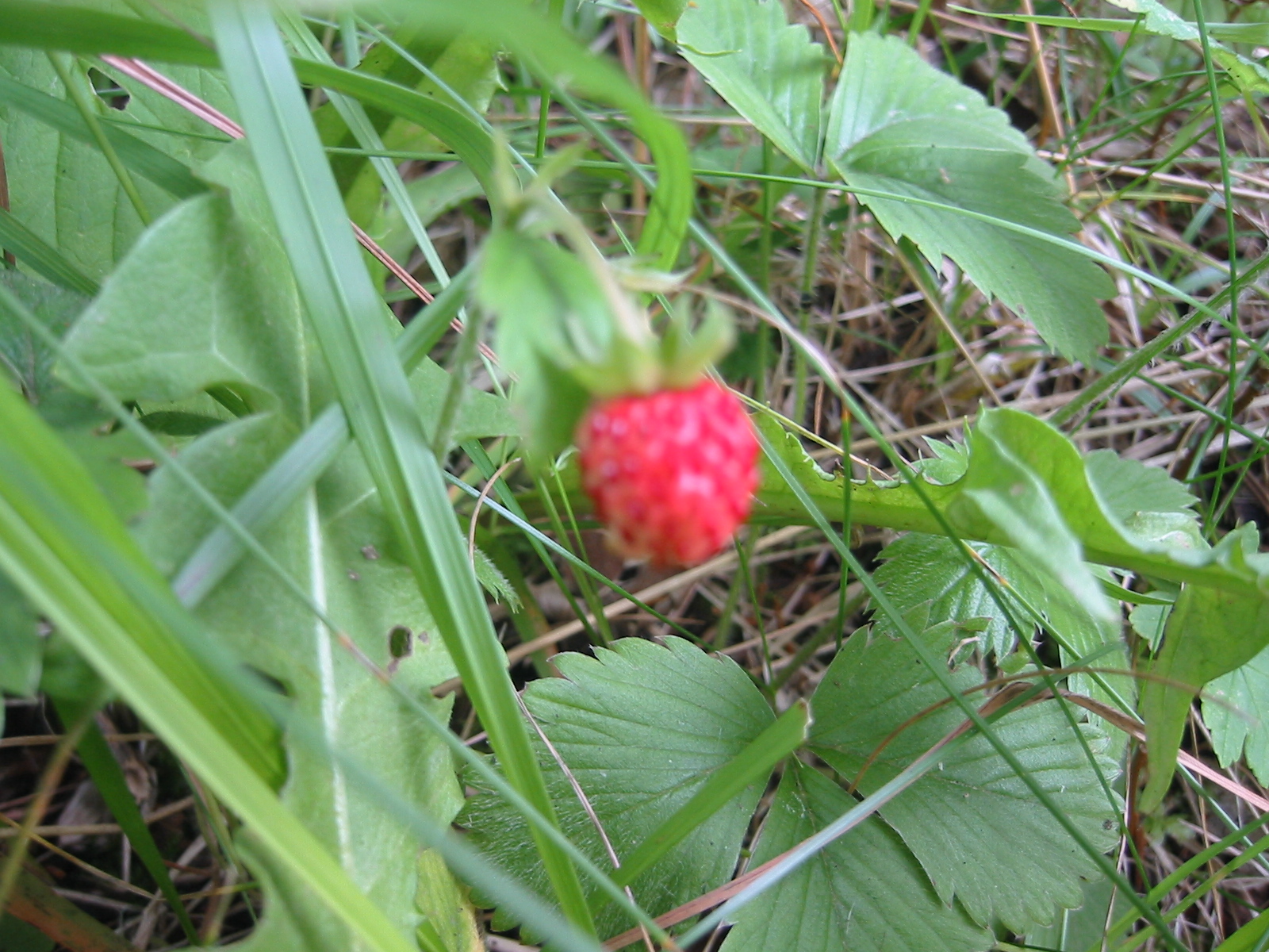 a single strawberry sits in the tall grass near plants