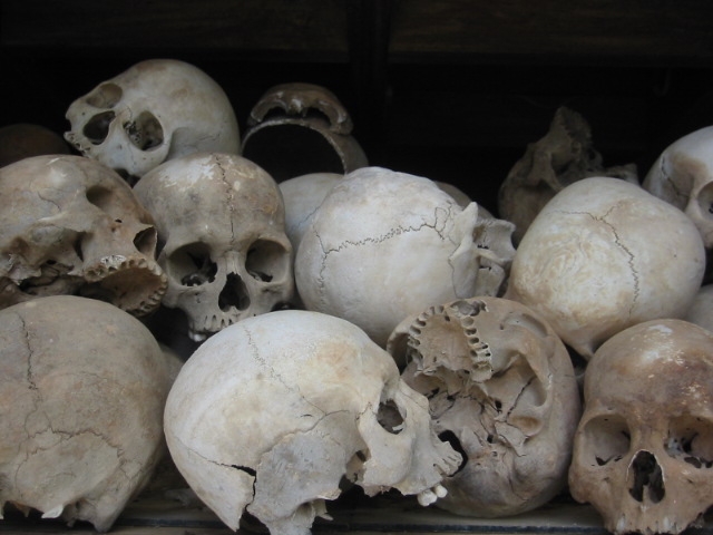 rows of white skulls are stacked on display