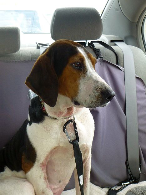 a beagle dog sitting in the back seat of a car