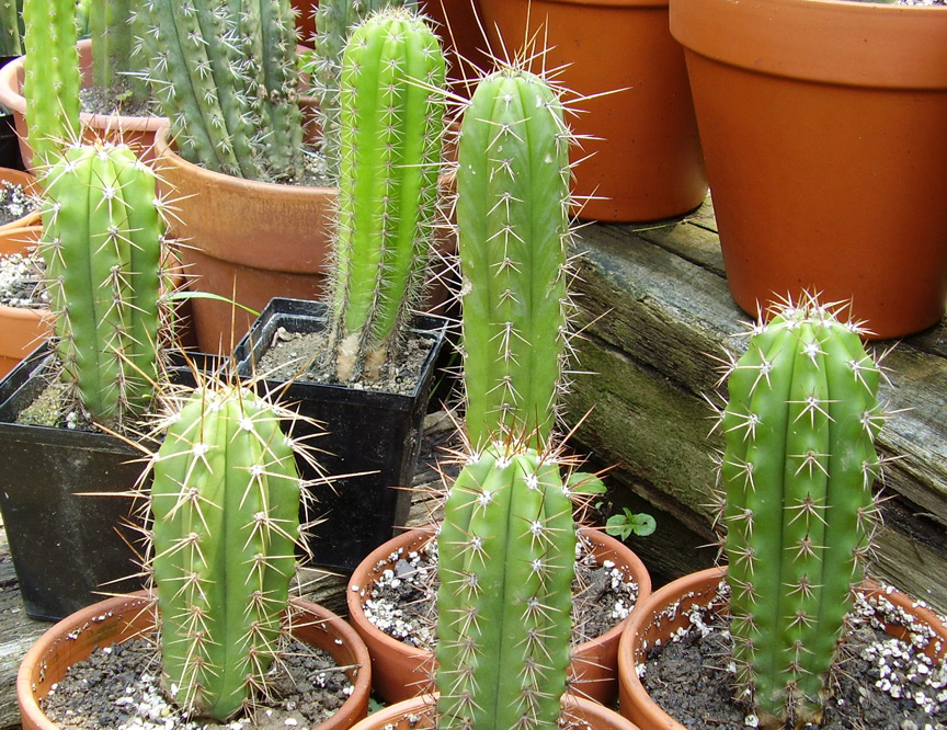 several cactus plants in the dirt of a garden