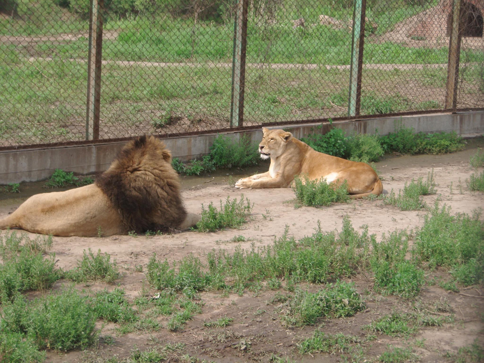 a group of lions sit in an enclosure with grass