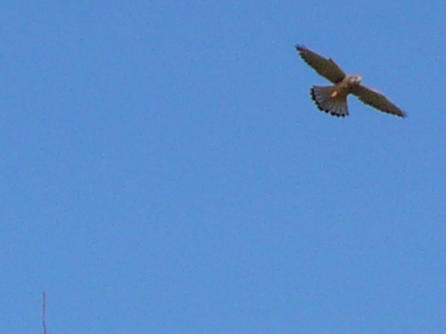 bird in the air, soaring overhead against a blue sky