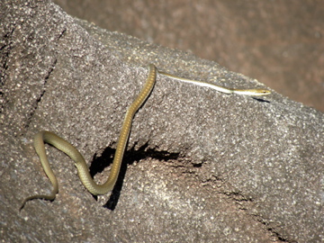 a small yellow lizard crawling between some large rocks