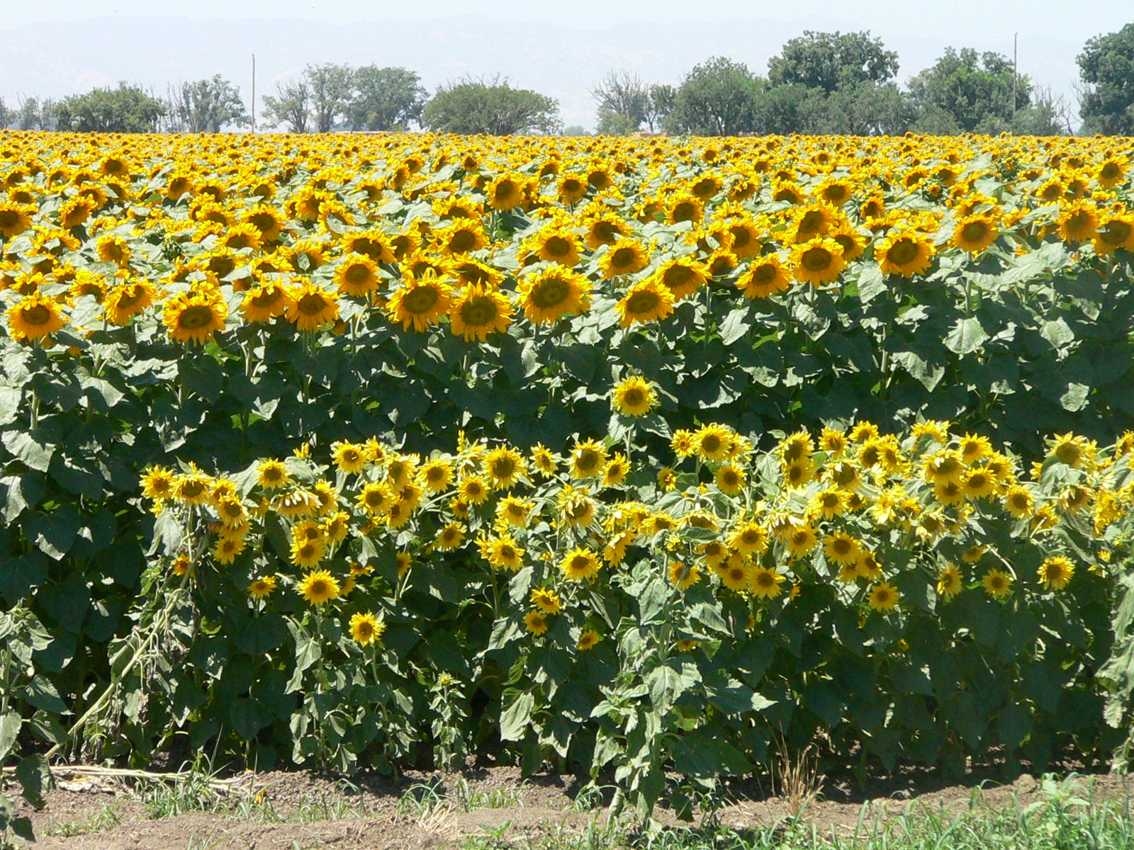 a sunflower field in a rural area with a sky background