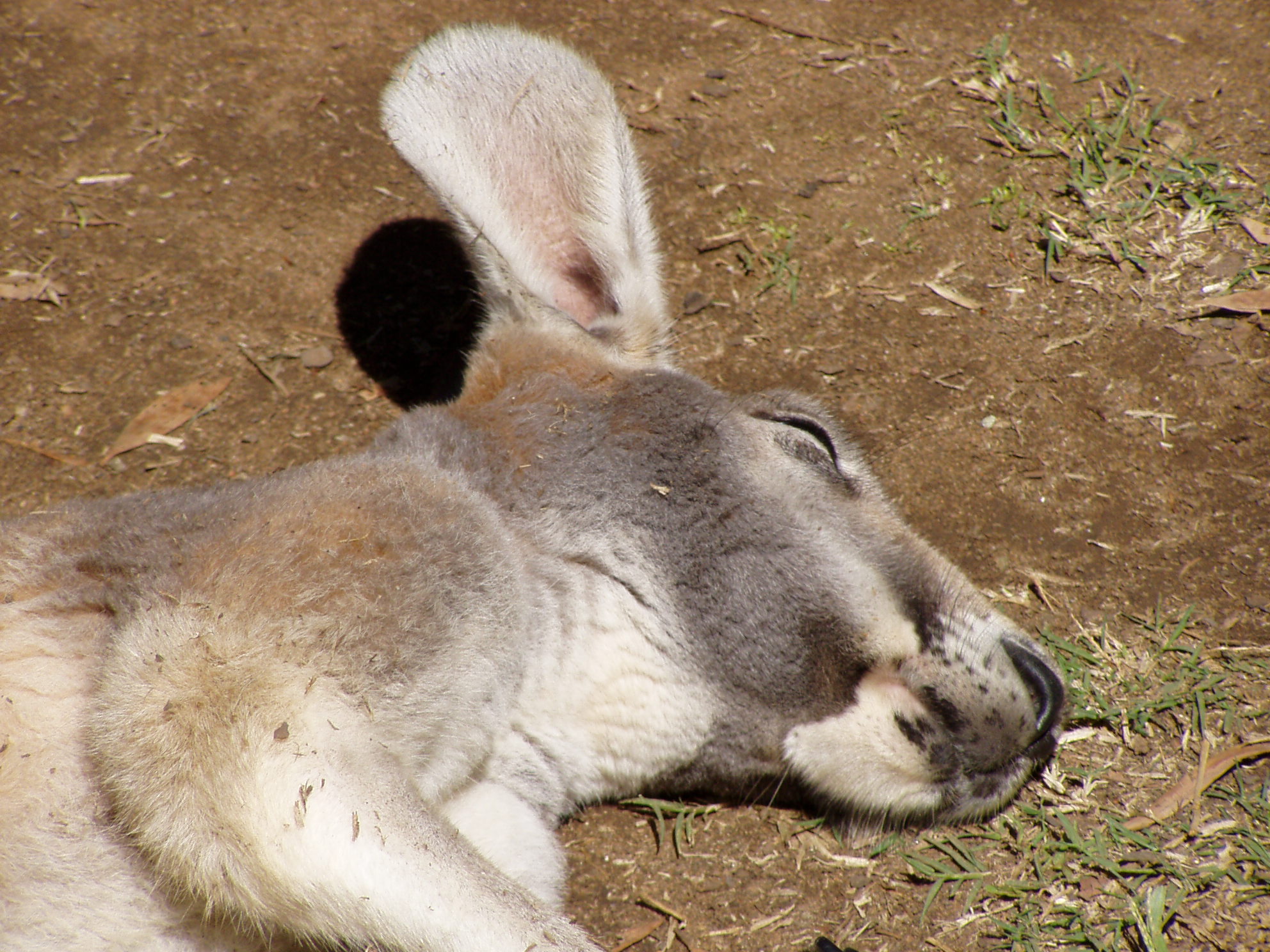a grey kangaroo laying on top of dry grass