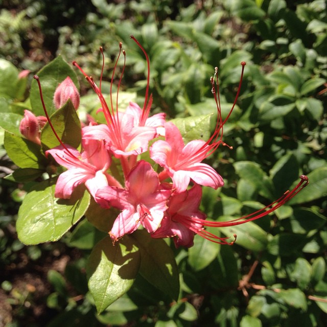 the bright pink flower is beginning to blossom