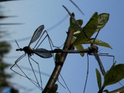 an image of the insect with wings perched on a nch